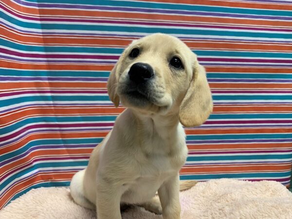 Labrador Retriever-DOG-Female-ylw-5342-Petland San Antonio, TX