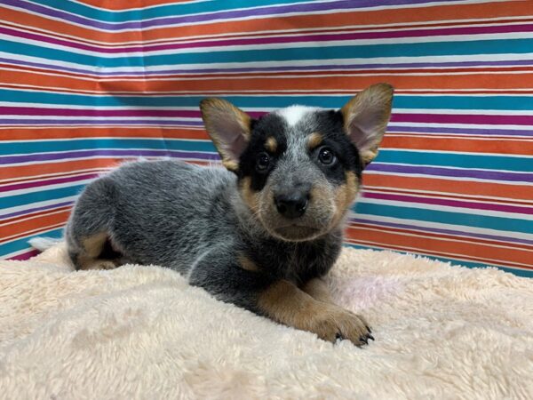 Blue Heeler DOG Male bl 5343 Petland San Antonio, TX