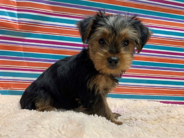 Yorkshire Terrier DOG Female blk & tn 5345 Petland San Antonio, TX