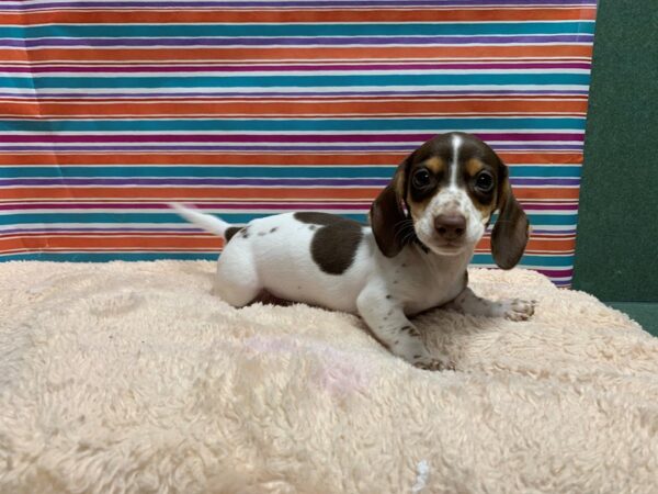 Dachshund-DOG-Male-chlt tn pbld-5344-Petland San Antonio, TX