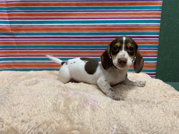 Dachshund DOG Male chlt tn pbld 5344 Petland San Antonio, TX