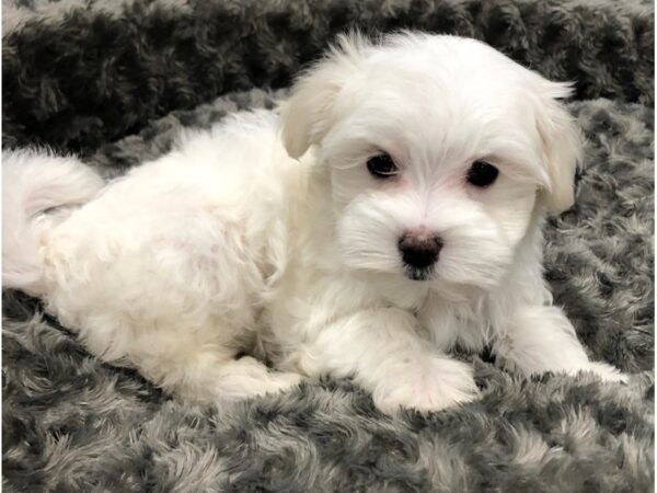 Maltese DOG Male White 8444 Petland San Antonio, TX