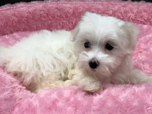 Maltese DOG Female White 8445 Petland San Antonio, TX