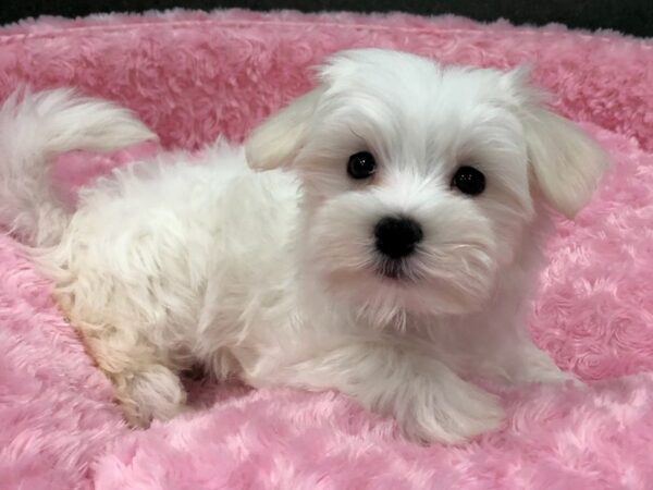 Maltese-DOG-Female-White-8446-Petland San Antonio, TX
