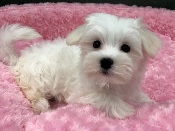 Maltese DOG Female White 8446 Petland San Antonio, TX