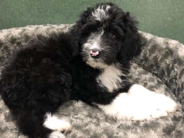 Miniature Sheepadoodle DOG Male Black & White 8447 Petland San Antonio, TX