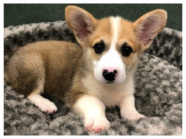 Pembroke Welsh Corgi DOG Male Sable & White 8448 Petland San Antonio, TX