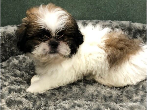 Shih Tzu DOG Male Brown & White 8449 Petland San Antonio, TX