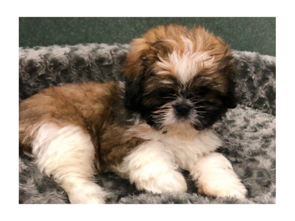 Shih Tzu DOG Male Brown & White 8450 Petland San Antonio, TX