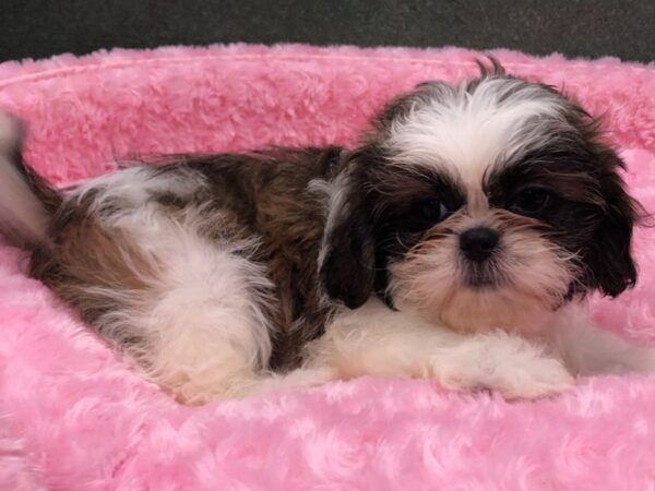 Shih Tzu DOG Female Brown & White 8451 Petland San Antonio, TX