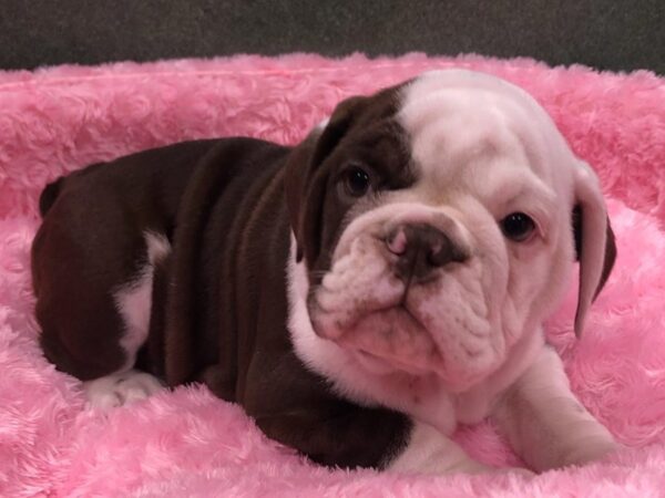 English Bulldog DOG Female Chocolate Seal 8452 Petland San Antonio, TX