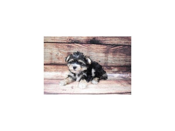 Morkie DOG Male Black and Gold 8454 Petland San Antonio, TX