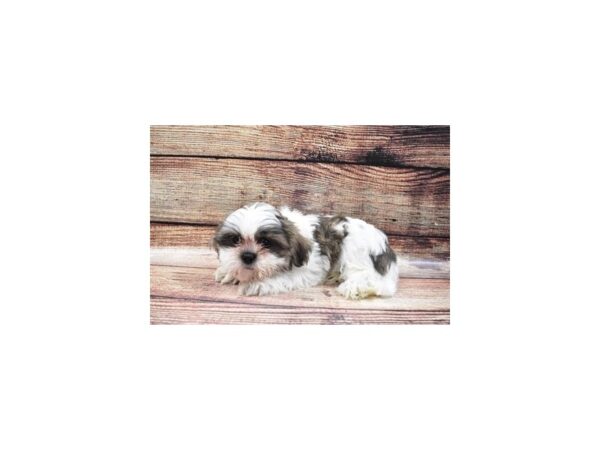 Shih Tzu DOG Male Gold and White 5348 Petland San Antonio, TX