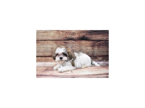 Shih Tzu DOG Male Gold and White 5347 Petland San Antonio, TX