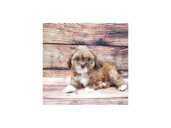 Lhasa Apso DOG Male Red Gold 5346 Petland San Antonio, TX