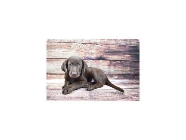 Labrador Retriever DOG Male Chocolate 8453 Petland San Antonio, TX