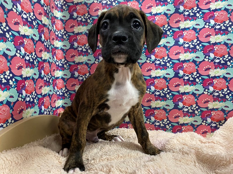 Boxer Puppy brdl ID:5352 Located at Petland San Antonio, TX