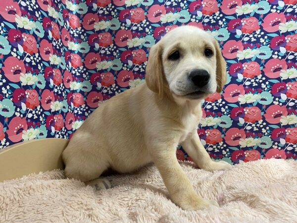 Labrador Retriever DOG Male ylw 5351 Petland San Antonio, TX