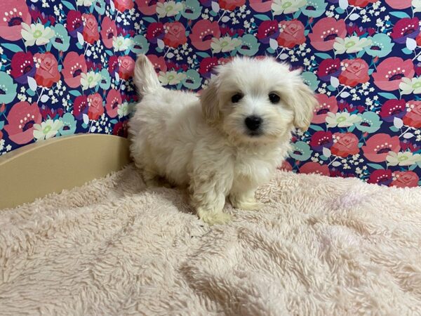 Havanese DOG Male cr 5350 Petland San Antonio, TX