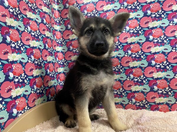 German Shepherd-DOG-Female-blk / tn-5349-Petland San Antonio, TX