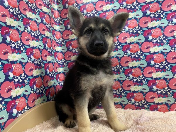 German Shepherd DOG Female blk / tn 5349 Petland San Antonio, TX