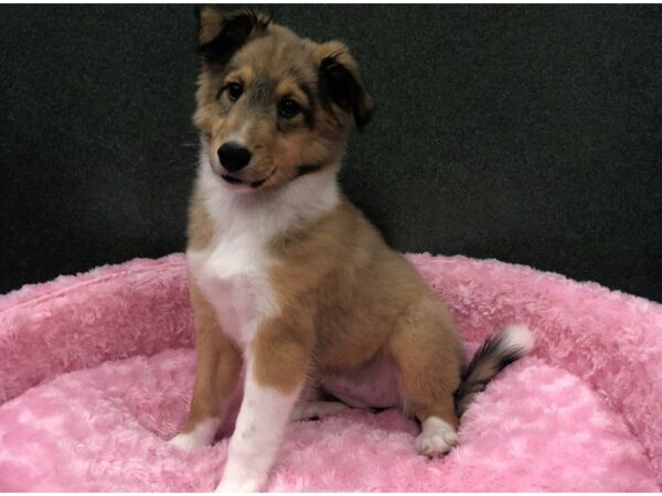 Shetland Sheepdog DOG Female Sable and White 8455 Petland San Antonio, TX