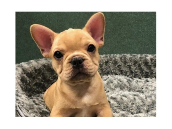 French Bulldog DOG Male Cream 8459 Petland San Antonio, TX