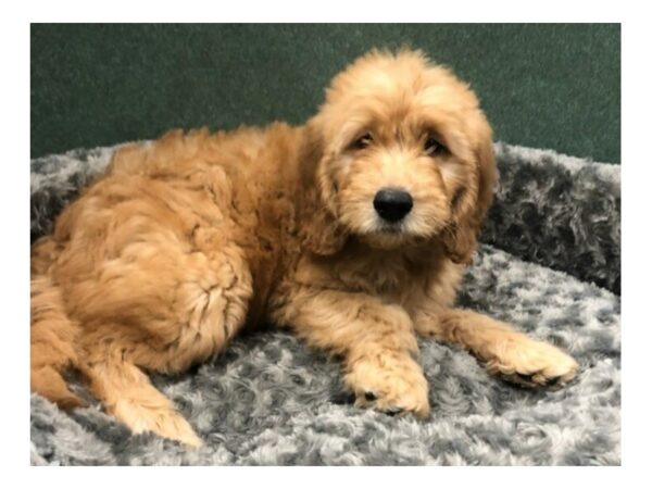 Miniature Goldendoodle DOG Male Golden 8460 Petland San Antonio, TX