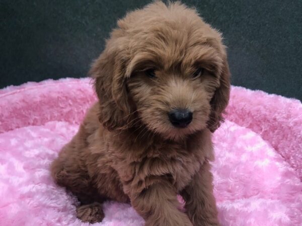 Miniature Goldendoodle DOG Female Golden 8461 Petland San Antonio, TX