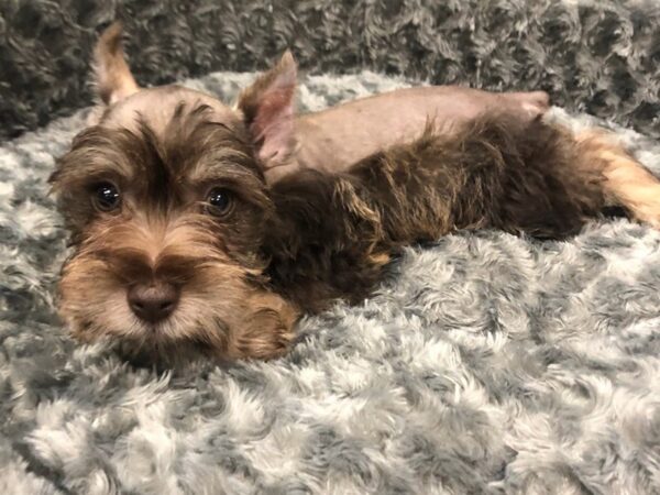 Miniature Schnauzer DOG Male Chocolate 8462 Petland San Antonio, TX