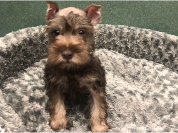 Miniature Schnauzer DOG Male Chocolate 8463 Petland San Antonio, TX