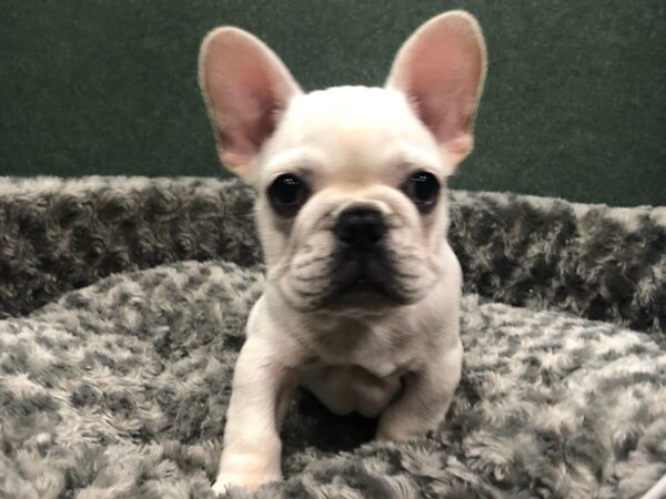 French Bulldog DOG Male Cream 8464 Petland San Antonio, TX