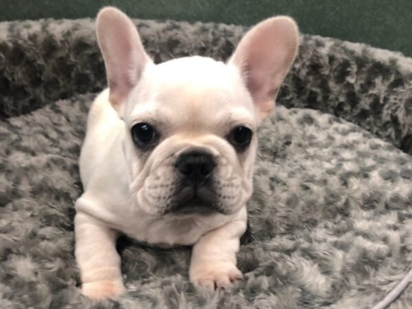 French Bulldog DOG Male Cream 8465 Petland San Antonio, TX