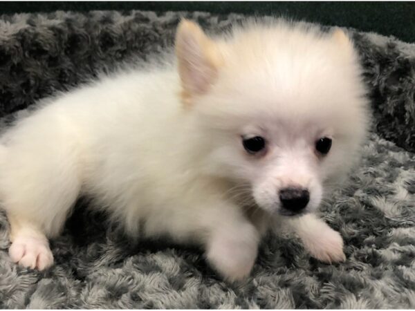 Pomeranian DOG Male Cream 8466 Petland San Antonio, TX