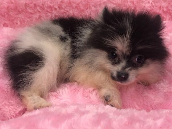 Pomeranian DOG Female Black Merle & White 8467 Petland San Antonio, TX