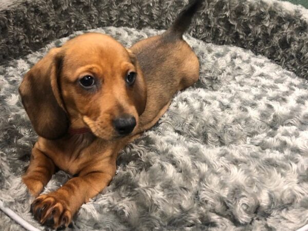 Dachshund DOG Male Chocolate 8468 Petland San Antonio, TX