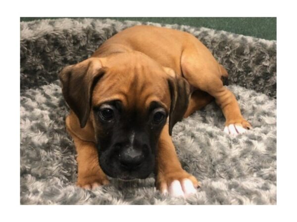 Boxer DOG Male Fawn & White 8470 Petland San Antonio, TX