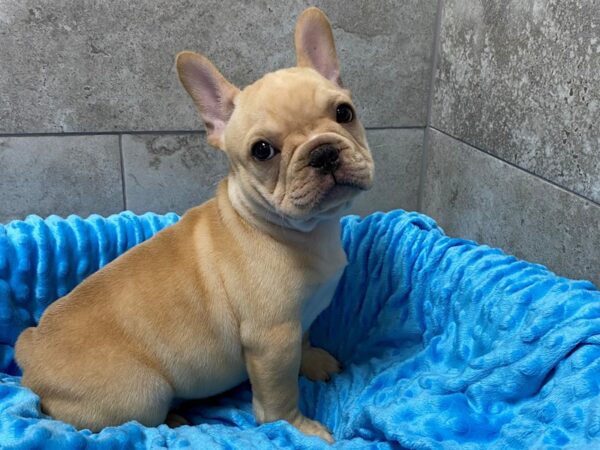 French Bulldog DOG Male Cream 5458 Petland San Antonio, TX