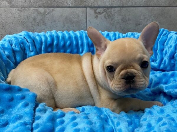 French Bulldog DOG Male Cream 5459 Petland San Antonio, TX