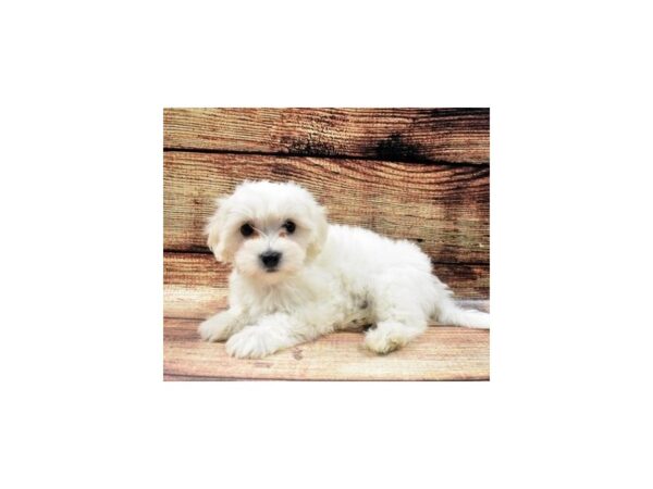 Coton De Tulear DOG Female White 5354 Petland San Antonio, TX