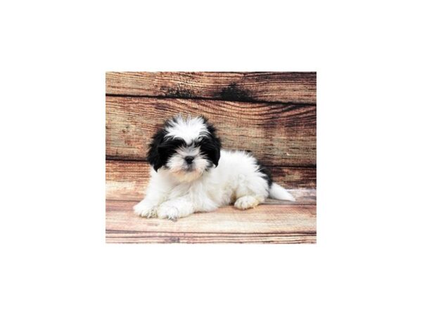 Lhasa Apso DOG Female Black 8481 Petland San Antonio, TX