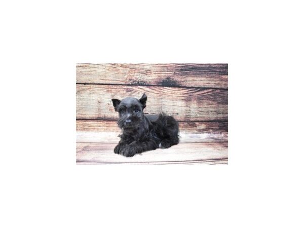 Miniature Schnauzer DOG Male Black 5355 Petland San Antonio, TX