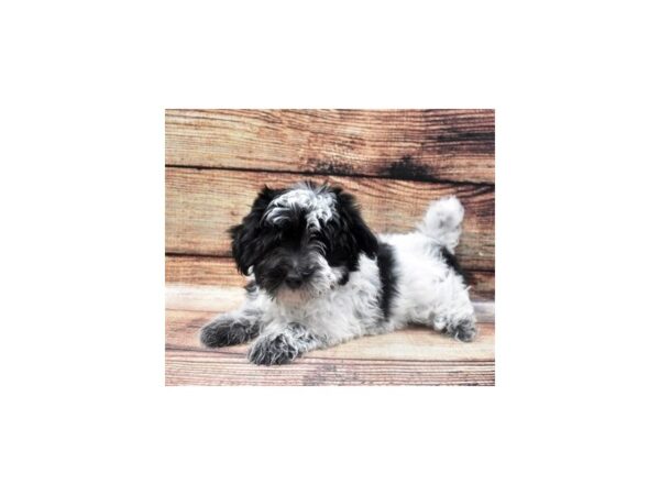 Coton De Tulear DOG Male Black 5353 Petland San Antonio, TX