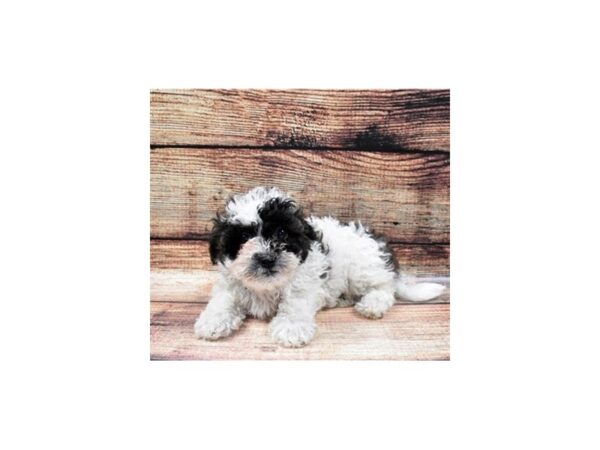 Teddy Bear-DOG-Female-Brindle and White-8483-Petland San Antonio, TX