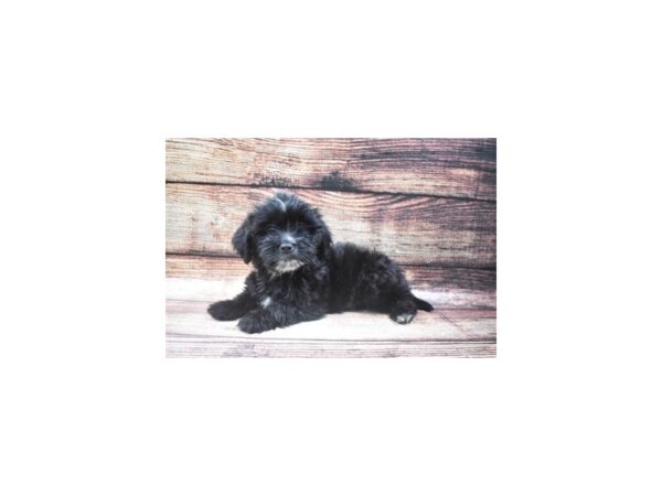 Shihpoo DOG Female Black 8482 Petland San Antonio, TX