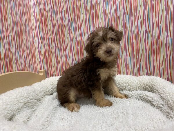 Schnoodle DOG Female choc 5361 Petland San Antonio, TX