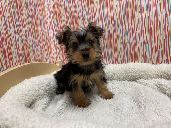 Silkie Terrier/Yorkshire Terrier DOG Female blk & tn 5360 Petland San Antonio, TX