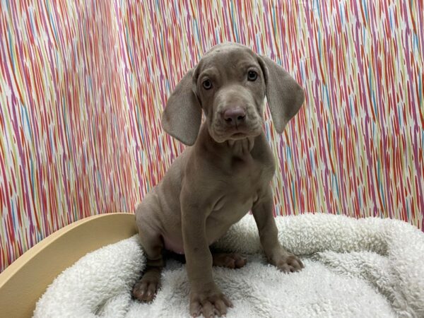 Weimaraner DOG Female slvr, gr 5359 Petland San Antonio, TX