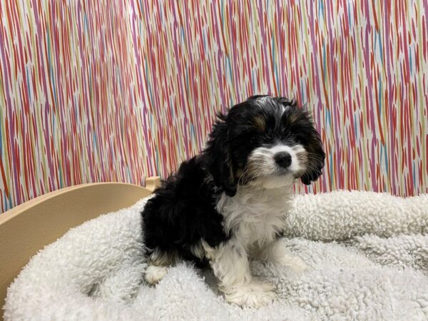 Cavapoo DOG Male blk, tn wh mkgs 5358 Petland San Antonio, TX