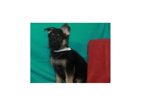 German Shepherd DOG Female Black & Tan 8478 Petland San Antonio, TX